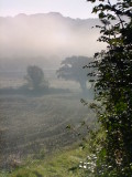 Morning  mist  in  the  Rother Valley