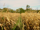 Through  the  maize  field.