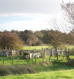 The  sheepfold  with  Leasam  House  above.