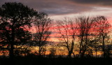 Pre-dawn  colours  through  a  hedgerow.