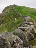 A  modern  farm  wall  climbs  Kings  Hill.