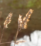 Rye grass husks in late sunlight