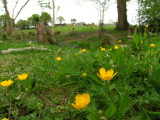 Buttercups , beneath  Dale  Farm