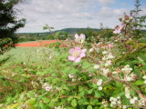 Bramble  blossom.