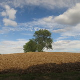 The Tiger  shoot  tree.