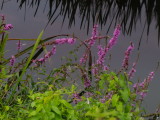 Purple  loosestrife  at  the  rivers  edge.