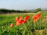 Field  poppies