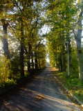 The  Avenue  of  trees