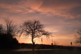 Tree  silhouetted  in  the  sunrise.