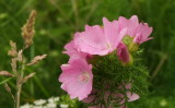 Raindrops  on  petals  at  the  roadside.