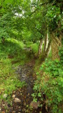 The  village  stream