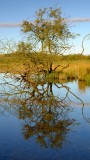 A  somewhat  Dali-esque   tree  reflected  in  Crag  Lough.