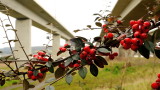 Cotoneaster  growing  wild  under  the  M2  Medway  Bridge