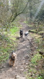 Eddie , Max  and  Beth enjoying  the  path, now, in  the  woods.