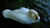 A  swan  preening  itself.