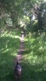 Eddie , Beth  and  Max , on  a  woodland  path