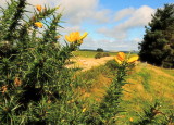 Gorse  in  bloom , on  the  Dyke.
