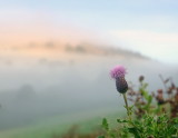 A  lone  thistle  greets  the  morning  mists  near  Hopesay.