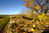 Autumn  leaves  on  the extant  remains  of  Hadrians  Wall .