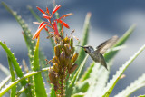 Hummingbird  4578
