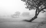 Torrey Pines Fog Pano