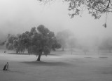 Torrey Pines Fog 2072