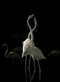 IR Flamingos  1126
