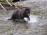 Brown Bear Fishing For Salmon 5133