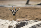 Gazelle  7455