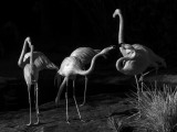 Flamingos 1975
