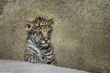 Baby Jaguar 0268