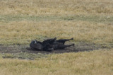 Bison Wallow 6055