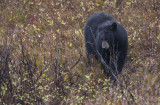 Black Bear 6166