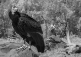IR California Condor 3498