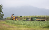 Harvesting Sugar Cane 6320