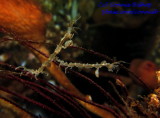 Skeleton Shrimp (IMG_9469)