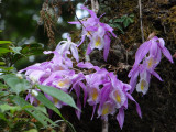 Wild orchids 