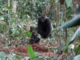 Here comes the silverback (the dominant male).