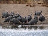 The guineafowls always hang out in big groups, and are always on the move.