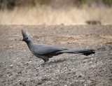 The grey Go-away-bird (Lorie)