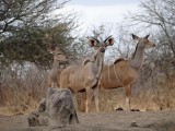 Finally the kudus came to our watering hole (we were seated in a blind).