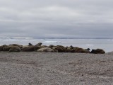 A haul out of walrus.  They feed malybe 48 hours in a row and then haul out onto a beach to rest...in a huddle.