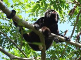 Howler monkey howling (extremely loud call).
