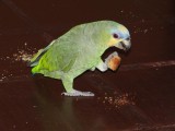 A parrot with his tea time treat