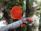 Colorful fungi