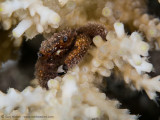 Brown fuzzy looking crab