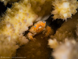Yellow fuzzy looking crab