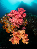 Soft corals- Daram