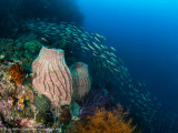 Reef scene with sponges - Daram