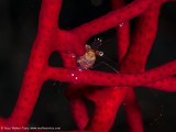Tiny Shrimp - Misool